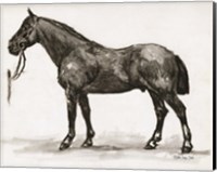 Framed Horse Study 4
