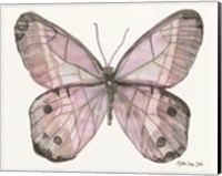 Framed Butterfly 5