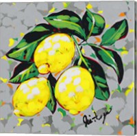 Framed 'Fruit Sketch Lemons' border=