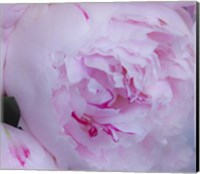 Framed Pink Flower
