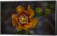 Framed Close Up of Orange Flower