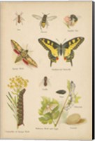 Framed Natural History Book VI