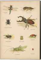 Framed Natural History Book IV