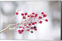 Framed Winter Berries I