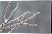 Framed Glistening Branches II