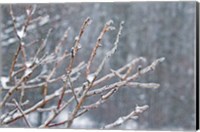 Framed Glistening Branches I