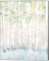 Framed Soft Birches II