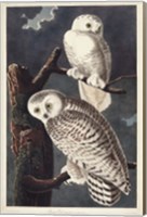 Framed Pl 121 Snowy Owl