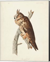 Framed Pl 383 Long-eared Owl