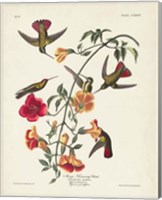 Framed Pl 184 Mango Hummingbird