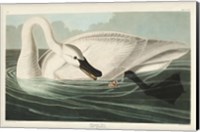 Framed Pl 406 Trumpeter Swan