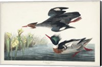 Framed Pl 401 Red-breasted Merganser Duck