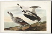 Framed Pl 332 Pied Working Duck