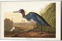 Framed Pl 307 Blue Crane or Heron