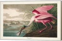 Framed Pl 321 Roseate Spoonbill