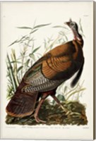 Framed Pl 1 Wild Turkey