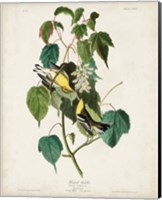 Framed Pl 134 Hemlock Warbler