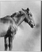 Framed Charcoal Equine Portrait I