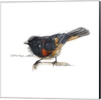 Framed Songbird Study IV