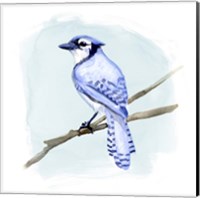 Framed Coastal Blue Jay II