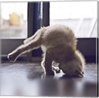 Framed Cat Yoga X