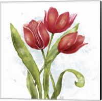 Framed Red Tulip Splash II