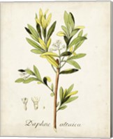 Framed 'Antique Herb Botanical IV' border=