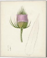 Framed 'Watercolor Botanical Sketches VIII' border=