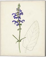 Framed 'Watercolor Botanical Sketches X' border=