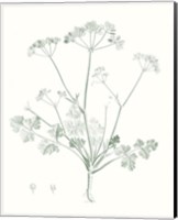 Framed Botanical Study in Sage IV
