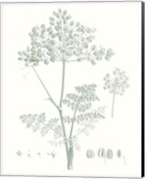 Framed Botanical Study in Sage VI