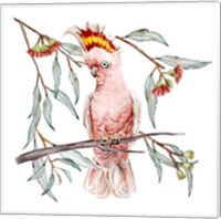 Framed 'Pink Cockatoo I' border=