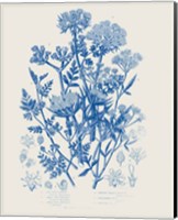 Framed Flowering Plants IV Mid Blue