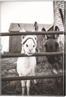 Framed Donkeys