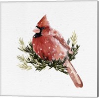Framed Cardinal with Snow II