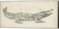 Framed Crocodile Sketch