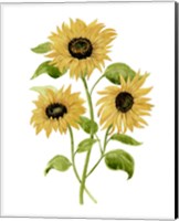 Framed 'Sunflower Trio I' border=