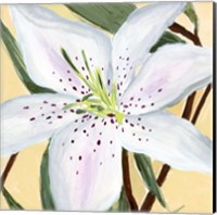 Framed White Lily II