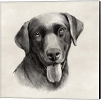 Framed Charcoal Labrador I