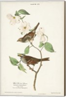 Framed Pl.8 White-throated Sparrow