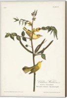 Framed Pl. 35 Children's Warbler