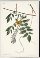 Framed Pl. 95 Blue-eyed Yellow Warbler