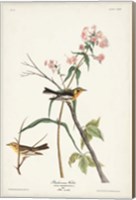 Framed Pl. 135 Blackburnian Warbler