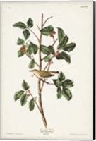 Framed Pl. 154 Tennessee Warbler