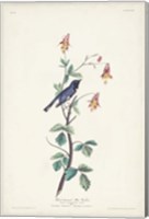 Framed Pl. 155 Black-throated Blue Warbler