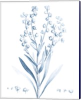 Framed 'Antique Botanical in Blue I' border=