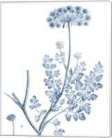 Framed Antique Botanical in Blue V