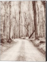 Framed Road in the Woods