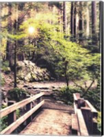 Framed Sunlight on the Forest Path