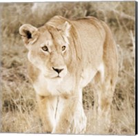 Framed Lioness in Kenya (sepia)